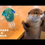話題のくねくね踊るイカをカワウソに見せたらこうなった　Otters Meet Dancing Squid Toy and Find It FISHY(YouTube)