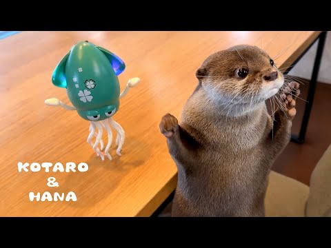 話題のくねくね踊るイカをカワウソに見せたらこうなった　Otters Meet Dancing Squid Toy and Find It FISHY(YouTube)