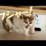 久々に猫5匹の爪切りしたらフシャーされました…！(YouTube)