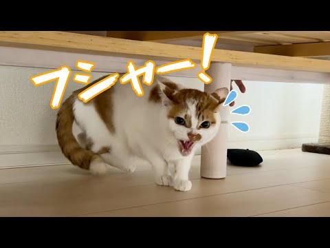 久々に猫5匹の爪切りしたらフシャーされました…！(YouTube)