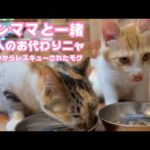 大人のお代わりランママと一緒ニャン  泥の中からレスキューされたモグ   2025 09 08 2(YouTube)