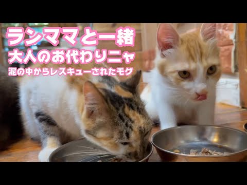 大人のお代わりランママと一緒ニャン  泥の中からレスキューされたモグ   2025 09 08 2(YouTube)