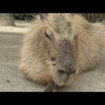 カピバラ capybara(YouTube)