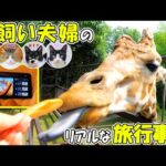 【Q】猫を飼っていて旅行に行く時はどうする？何日？お留守番中の猫達の様子は？【A】これがわが家のリアルです‥　　【キリンとの朝食🦒】(YouTube)
