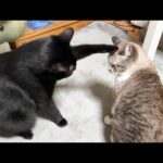 思ったとおりにいかなくてもめげない黒猫くんがおもしろ可愛い(笑)(YouTube)