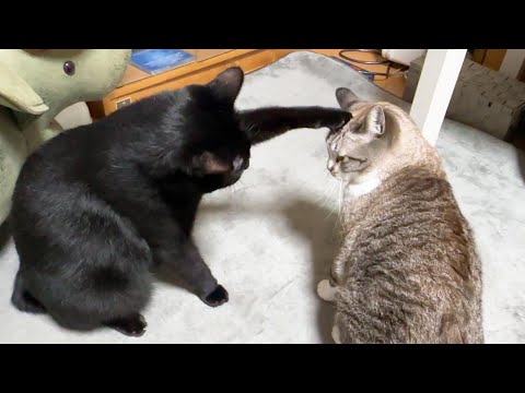 思ったとおりにいかなくてもめげない黒猫くんがおもしろ可愛い(笑)(YouTube)