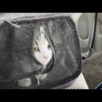 豆大福の顔を見てホッと安心する猫(YouTube)