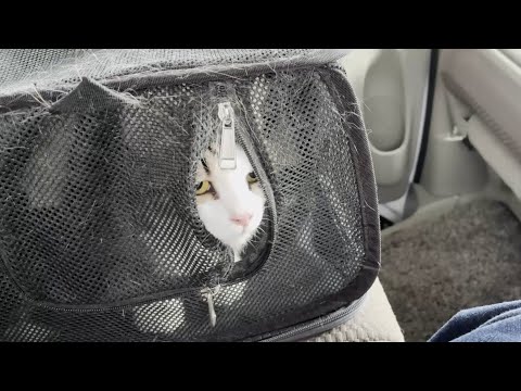 豆大福の顔を見てホッと安心する猫(YouTube)
