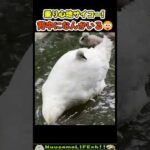 羽毛に埋もれる子ども可愛すぎ😂【おもしろ動物】 #funny(YouTube)
