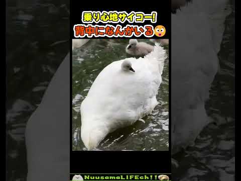 羽毛に埋もれる子ども可愛すぎ😂【おもしろ動物】 #funny(YouTube)