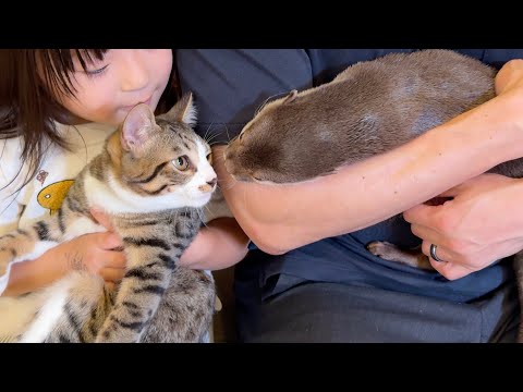 子猫を抱っこしていたらカワウソが怒ってしまった！！ I was holding a kitten when the otter got angry!!(YouTube)