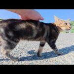 ツンデレなアメショー猫が人間の手が届かない場所を逃げ回る(YouTube)