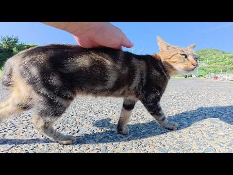 ツンデレなアメショー猫が人間の手が届かない場所を逃げ回る(YouTube)