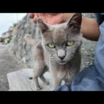 猫島で出会ったグレーの猫がかわいすぎた(YouTube)