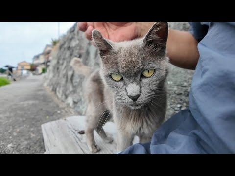 猫島で出会ったグレーの猫がかわいすぎた(YouTube)
