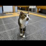 雨の日の猫島って、実はめちゃ楽しい！🐾(YouTube)
