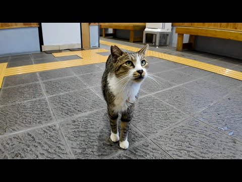 雨の日の猫島って、実はめちゃ楽しい！🐾(YouTube)