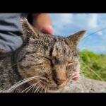 猫島の防波堤で座っていたら…猫が自らモフられに来た！【癒し】(YouTube)