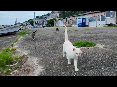 漁港の防波堤に座ると猫が集まってきた(YouTube)