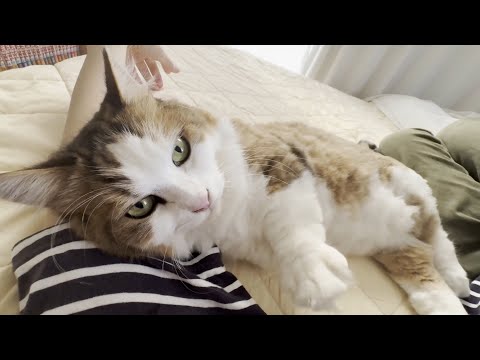 お母さんに腕枕をさせてあげる猫(YouTube)