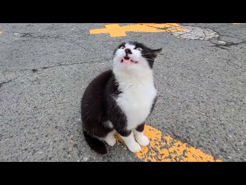 頭を撫でると伸び上がって撫でられる猫 (2023年5月撮影)(YouTube)