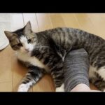 「父ちゃんのことは好きやけど後ろ足で撫でるな」と怒る猫(YouTube)