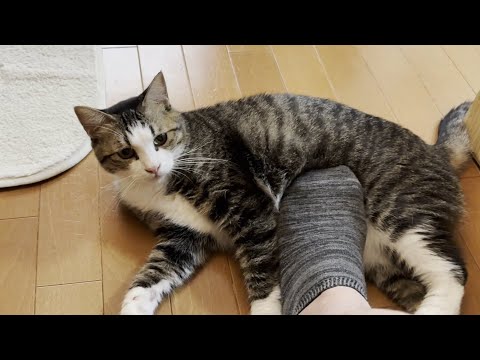 「父ちゃんのことは好きやけど後ろ足で撫でるな」と怒る猫(YouTube)