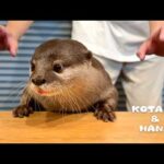 食事中のカワウソに背後からこっそり近づいてみると・・　Otters Are NOT Amused by Dad’s Sneaky Pranks(YouTube)