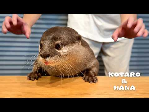 食事中のカワウソに背後からこっそり近づいてみると・・　Otters Are NOT Amused by Dad’s Sneaky Pranks(YouTube)