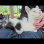蒸し暑い中、おかっぱ頭の猫がちょこんとひざにのってきた(YouTube)