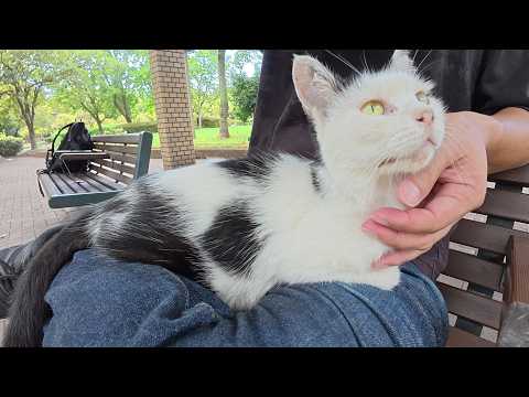 蒸し暑い中、おかっぱ頭の猫がちょこんとひざにのってきた(YouTube)