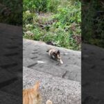 猫の集会に参加するために崖を登る猫たち(YouTube)