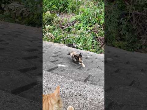 猫の集会に参加するために崖を登る猫たち(YouTube)