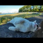 防波堤で寝ていた三毛猫がかわいすぎる(YouTube)