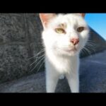 防波堤でおしゃべり猫をナデナデしたらゴロゴロ大喜びで可愛すぎた🐱💖(YouTube)
