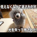 全盲になって帰ってきた犬(YouTube)