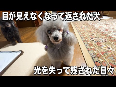全盲になって帰ってきた犬(YouTube)
