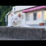 感動猫動画 のライブ配信(YouTube)