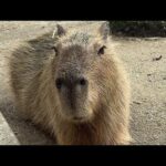 カピバラcapybara(YouTube)