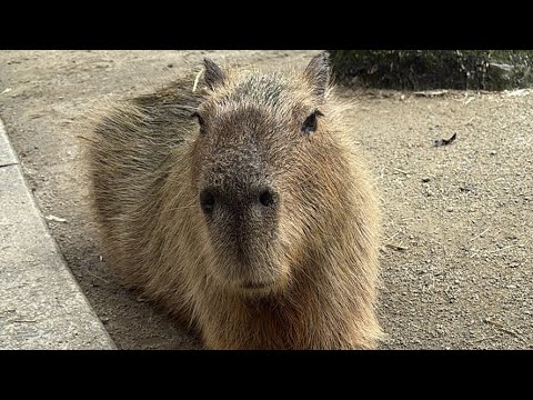 カピバラcapybara(YouTube)