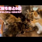 朝ご飯もあと6回  泥の中からレスキューされたモグ  巣立ちまであと5日   2025 09 22 1(YouTube)