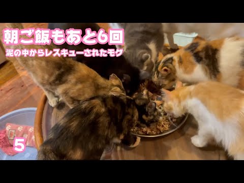 朝ご飯もあと6回  泥の中からレスキューされたモグ  巣立ちまであと5日   2025 09 22 1(YouTube)
