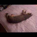 前足を痛めてしまった猫が落ち込んでいた(YouTube)