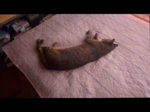 前足を痛めてしまった猫が落ち込んでいた(YouTube)