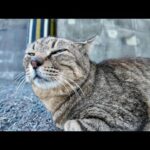 トコトコ歩いてきて後ろ向きに座り「腰トントンして！」と要求する野良猫が可愛すぎた(YouTube)