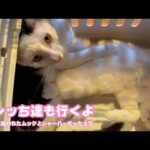 オレッち達も行くよ  小学生に拾われたムックとシャーハーだったユウ  巣立ちまであと1日   2025 09 26 2(YouTube)