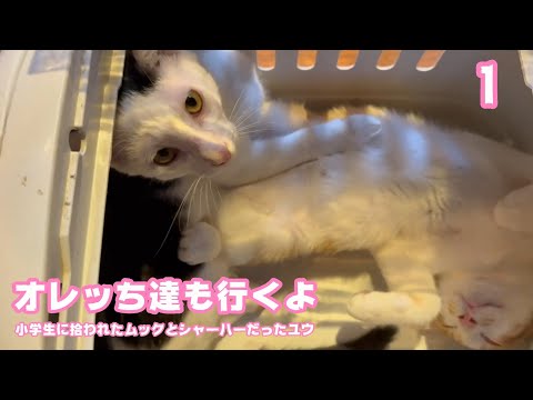 オレッち達も行くよ  小学生に拾われたムックとシャーハーだったユウ  巣立ちまであと1日   2025 09 26 2(YouTube)