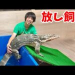 2.3mの巨大オオトカゲを放し飼いにする方法(YouTube)