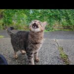 雨上がりの漁港で出会った猫ちゃん、最初は警戒していたけど少しずつ心を開いてくれた🐾(YouTube)