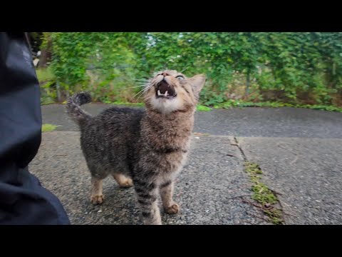 雨上がりの漁港で出会った猫ちゃん、最初は警戒していたけど少しずつ心を開いてくれた🐾(YouTube)